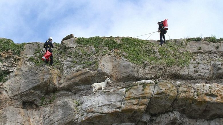 Shpëtohet dhia, për një javë ngeci në shkëmbin e lartë 30 metra (Foto)