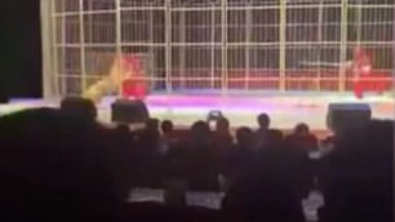 Tigri i cirkut sulmoi stërvitësin, pasi ishte tepër i lodhur nga shfaqjet (Video)