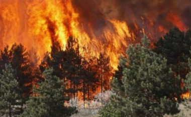 Në Koçan digjen 12 hektarë pyje, bëhet fjalë për zjarrvënie të qëllimshme
