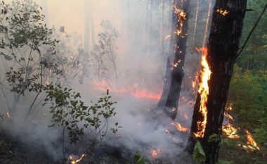 50 hektarë male e fusha u përfshinë nga zjarri