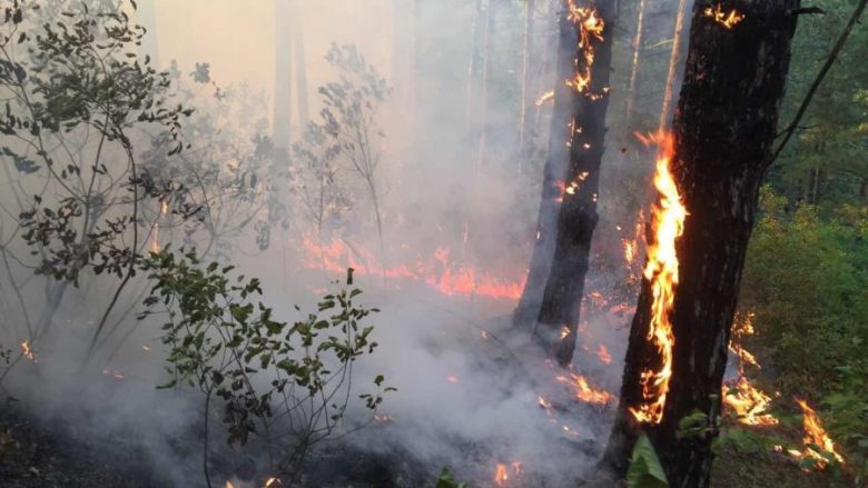 50 hektarë male e fusha u përfshinë nga zjarri