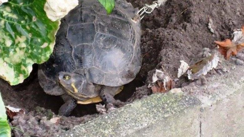 E lidhin breshkën për pemë, pronarët shkojnë në pushime (Foto)