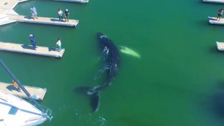 Balena humb orientimin, e bllokuar mes anijeve në port përfundon në telashe serioze (Video)