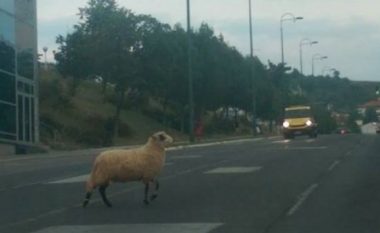 “Kurbani i arratisur”: Fotografia që është bërë hit në rrjetet sociale (Foto)