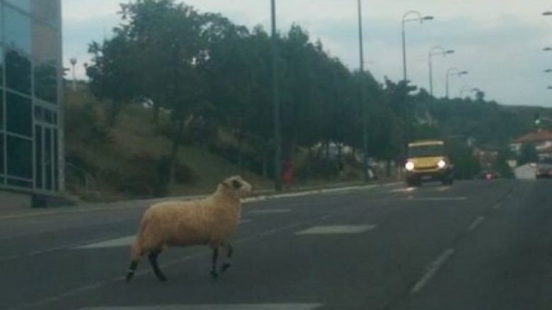 “Kurbani i arratisur”: Fotografia që është bërë hit në rrjetet sociale (Foto)