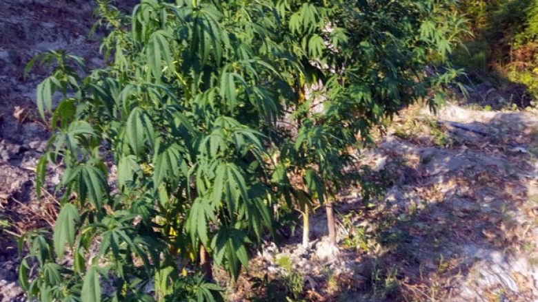Asgjësohen në Lezhë 100 bimë narkotike