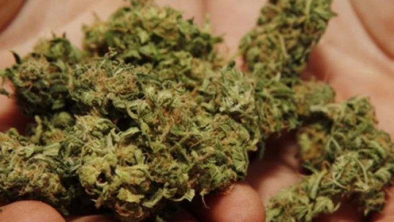 Konfiskohen rreth 515 kilogram marihuanë në “Bogorodicë”, arrestohet një person