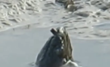 Një qenie misterioze është filmuar në një lumë, askush nuk e di se çfarë është! (Video)