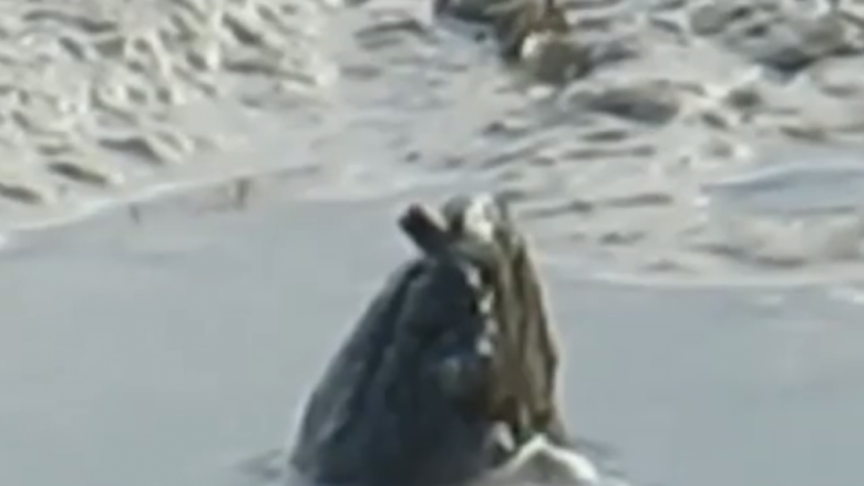 Një qenie misterioze është filmuar në një lumë, askush nuk e di se çfarë është! (Video)