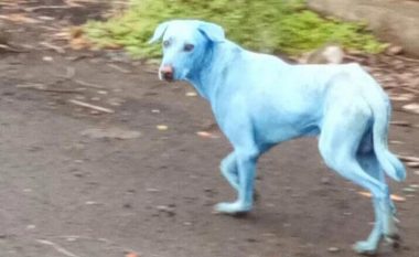 Pamje të çuditshme: Pasi lahen në lum, qentë ndryshojnë ngjyrë – bëhen blu (Video)