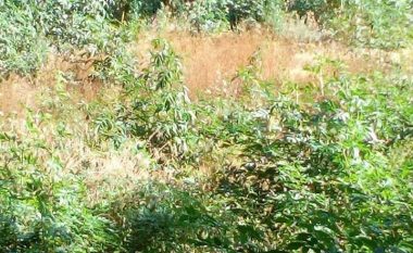 Asgjësohen 713 bimë narkotike në Vlorë