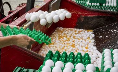 Belgjika e ka mbajtur sekret çështjen e vezëve të kontaminuara
