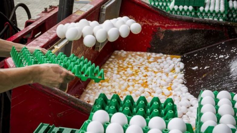Belgjika e ka mbajtur sekret çështjen e vezëve të kontaminuara