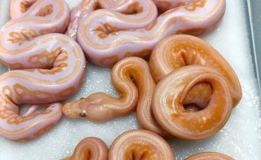 Ëmbëlsira apo gjarpërinj, imazhi që po mahnitë shikuesit (Foto)