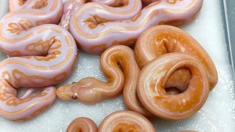 Ëmbëlsira apo gjarpërinj, imazhi që po mahnitë shikuesit (Foto)