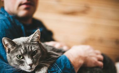 Studim i ri: Macet nuk janë kafshë shtëpiake