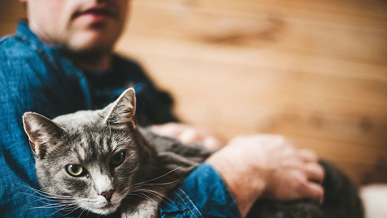 Studim i ri: Macet nuk janë kafshë shtëpiake