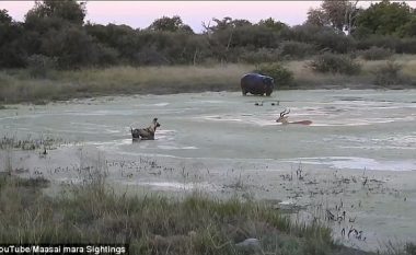 Futet në ujë që t’i shpëtoj tufës së qenve që e ndiqnin për ta copëtuar, antilopa hasë në një problem më të madh – sulmohet nga hipopotamët (Video, +16)