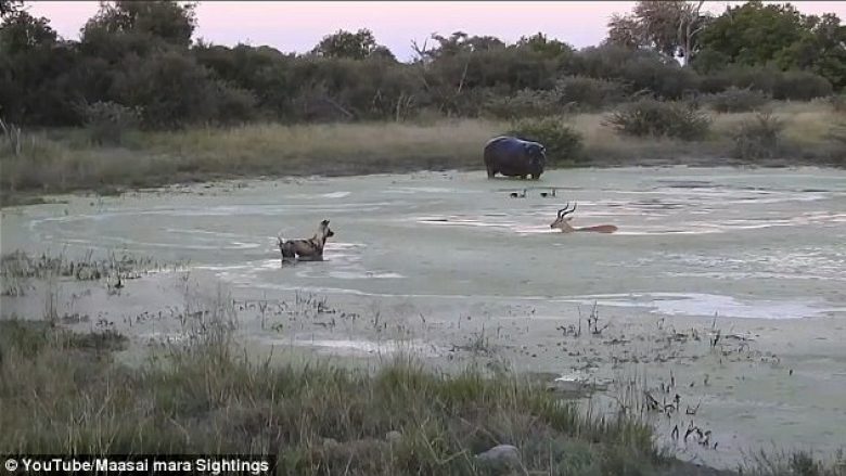 Futet në ujë që t’i shpëtoj tufës së qenve që e ndiqnin për ta copëtuar, antilopa hasë në një problem më të madh – sulmohet nga hipopotamët (Video, +16)