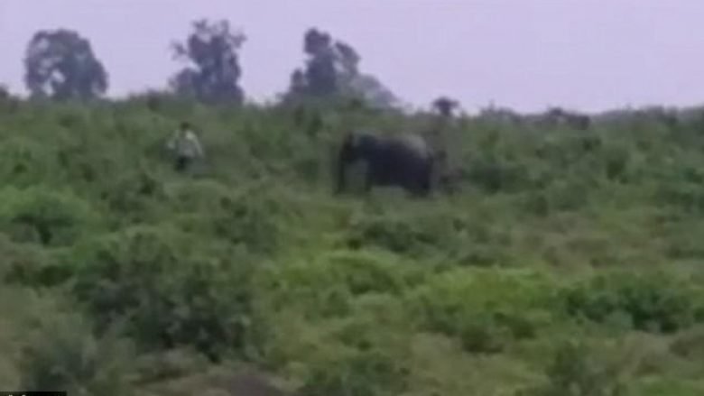 Tentoi të bëjë selfie me elefantin, kafsha gjigante e shtyp për vdekje burrin (Video, +18)