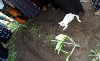 Macja misterioze me ngjyrë të bardhë shfaqet nga askund, dhe refuzon të largohet nga varri i një burri (Video)