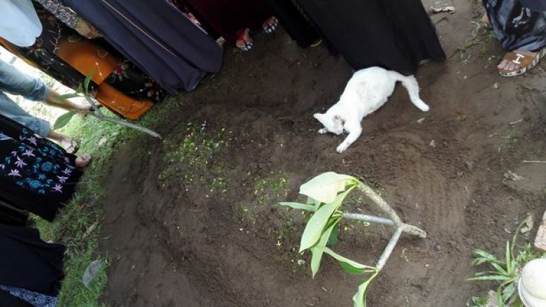 Macja misterioze me ngjyrë të bardhë shfaqet nga askund, dhe refuzon të largohet nga varri i një burri (Video)