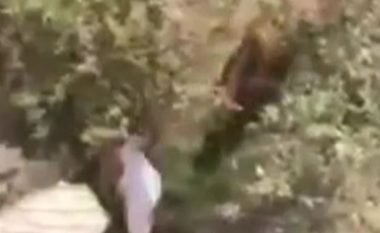 Deshën të therin kurbanin për Bajram, demi i vërsulet burrit dhe e bën për spital (Video, +18)