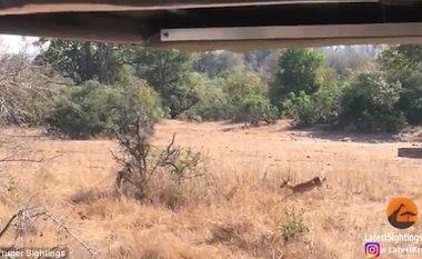 Arsimtari amerikan filmon rastësisht momentin, kur leopardi mbyt antilopën me vetëm një kafshim (Video, +18)