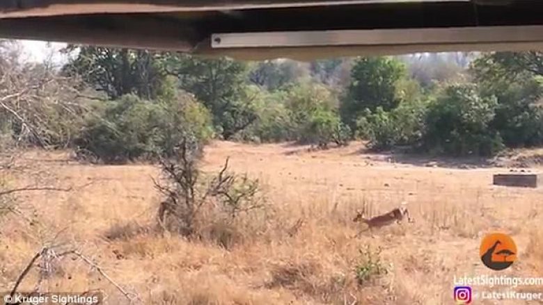 Arsimtari amerikan filmon rastësisht momentin, kur leopardi mbyt antilopën me vetëm një kafshim (Video, +18)