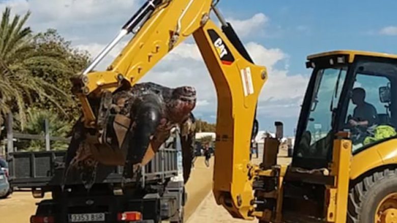 E pabesueshme por e vërtetë: Breshka 700 kilogramëshe gjendet e ngordhur në det, transportohet për në kamion me buldozer (Foto/Video)