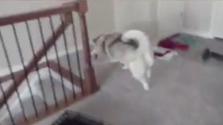Reagimi i çuditshëm i qenit, që kurrë më parë nuk kishte parë shkallë (Video)