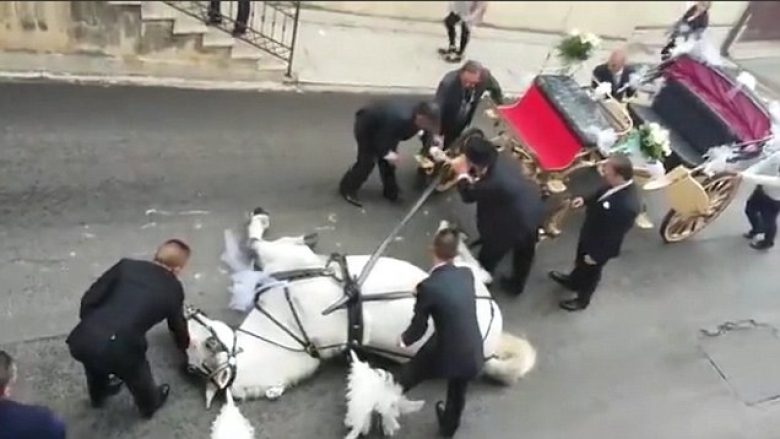 Po tërhiqte karrocën ku gjendej nusja dhe dhëndri, kali i rraskapitur shtrihet në mes të rrugës (Video)