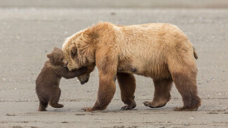 Bota e egër në objektivin e aparatit, imazhet më të mira të vitit (Foto)