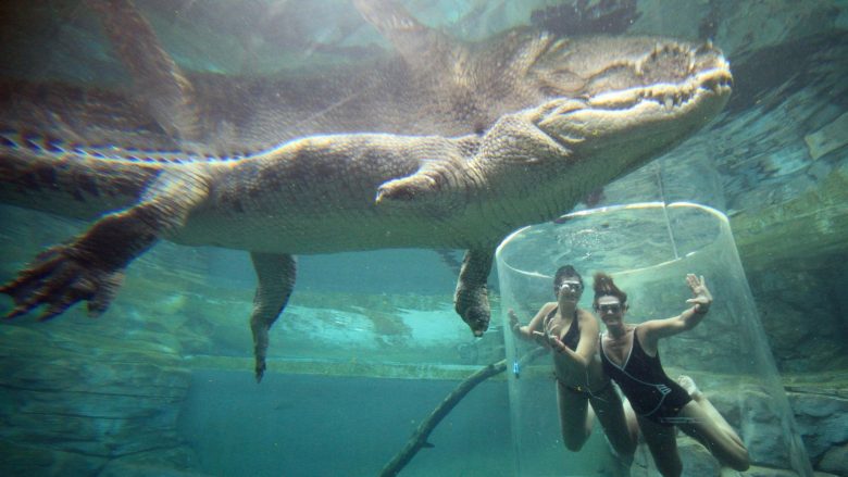 Njihuni me parkun në të cilin vizitorët mund të “lahen” me krokodilë mbi pesë metra të gjatë dhe që peshojnë 900 kilogramë (Foto)