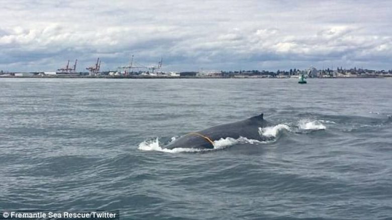 Balena që peshon 30 tonelata ngatërrohet në rrjetën për gaforre, shpëtohet me vështirësi (Video)