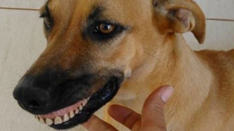 Propozohet ndryshimi i ligjit për kafshët shtëpiake në Maqedoni