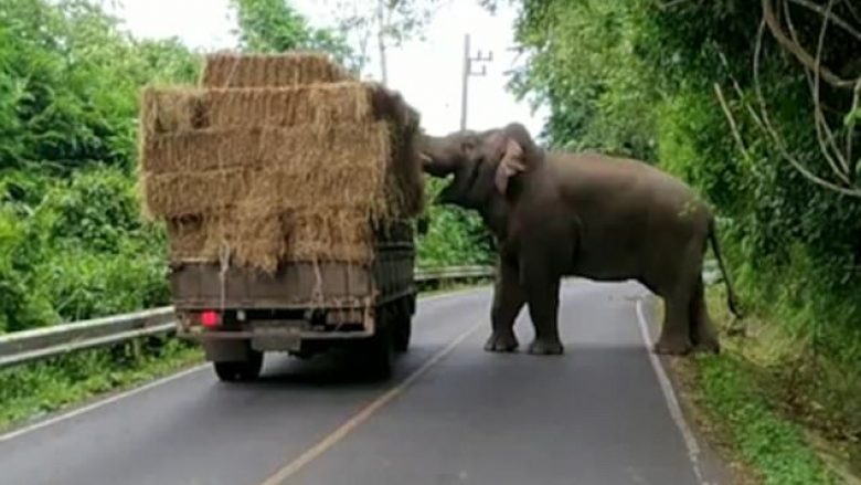 Kamioni ndalohet nga elefanti që donte të merrte sanë (Video)