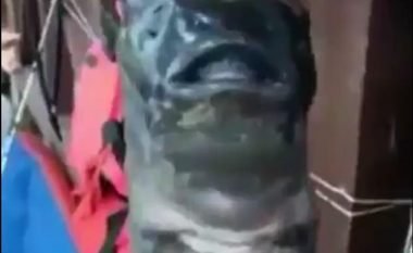 Kapet peshku misterioz që ka dy gojë dhe bisht të çuditshëm (Video)
