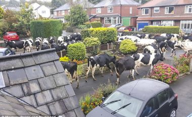 Oborri i mbushet papritmas me 40 lopë (Foto)