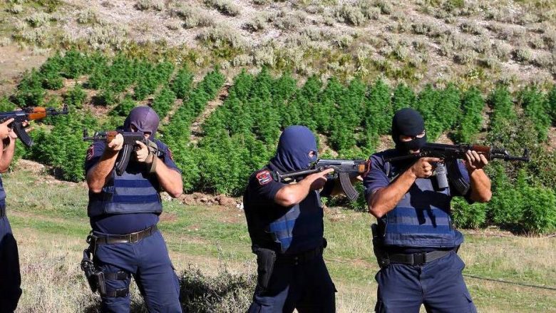 Shefat e Policisë së Shqipërisë, që mbjellin vetë kanabis
