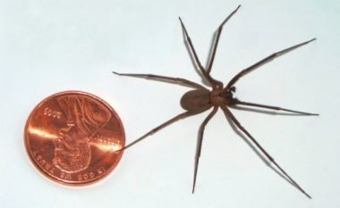 Pickimi i merimangës së vogël, i shkaktoi pasoja serioze dhe të dhimbshme (Foto, +18)