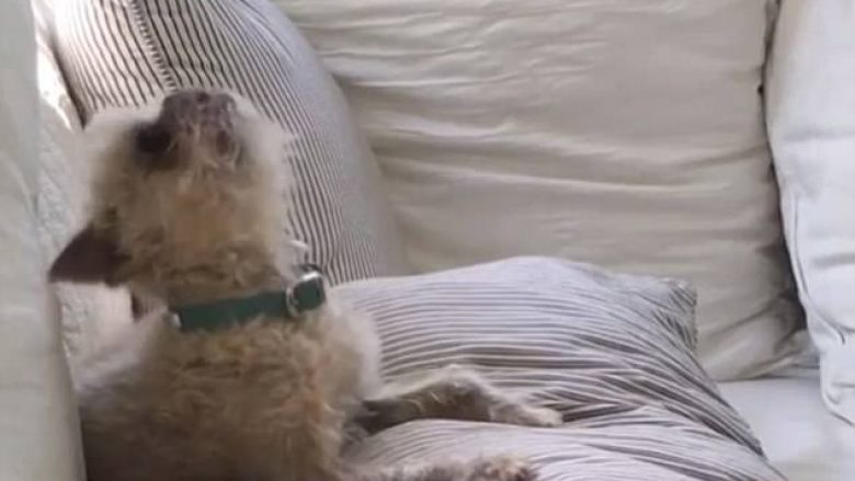 Qeni me të lehurat qesharake që tingëllojnë si kakarisjet e pulës (Video)