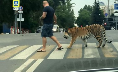 Nxjerr tigrin në shëtitje, tmerron qytetarët (Video)