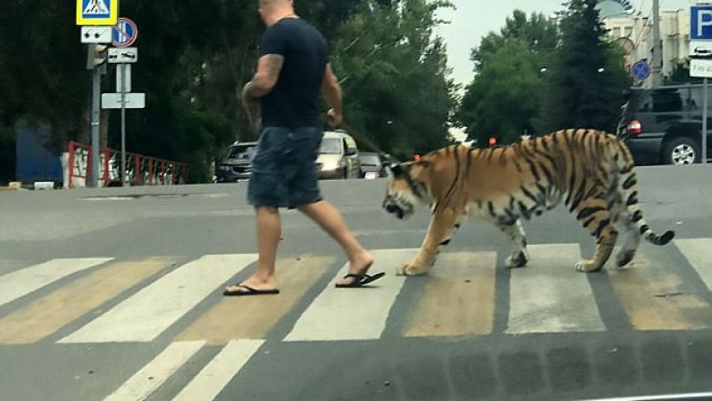 Nxjerr tigrin në shëtitje, tmerron qytetarët (Video)