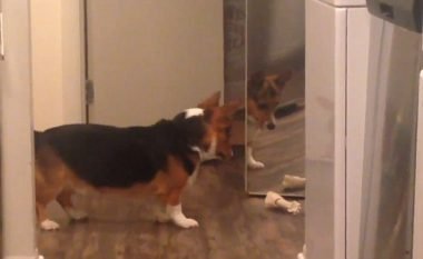 Takimi i parë me pasqyrën, qeni provoi të ndante lodrën me refleksionin e tij (Video)