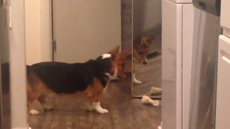 Takimi i parë me pasqyrën, qeni provoi të ndante lodrën me refleksionin e tij (Video)