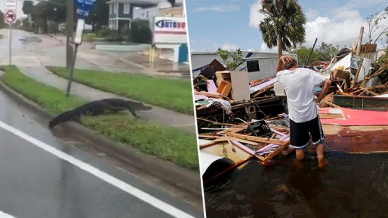 Pas uraganit Irma, një rrezik i ri: Aligatorët, gjarpërinjtë dhe kafshët e egra shëtitën rrugëve të Floridës (Video)