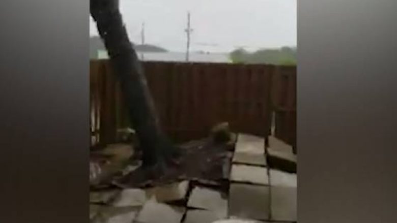 Pamje të frikshme: Uragani Irma shkul lisin nga toka, bashkë me rrënjë (Video)