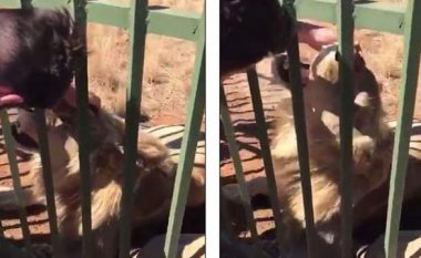 Sportisti kafshohet nga luani, mendonte se duhet ta ledhatojë si një mace (Video, +16)