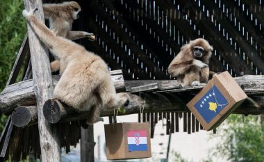 Kroatët i besojnë majmunit, ai parashikon fitoren e Kroacisë ndaj Kosovës (Foto)